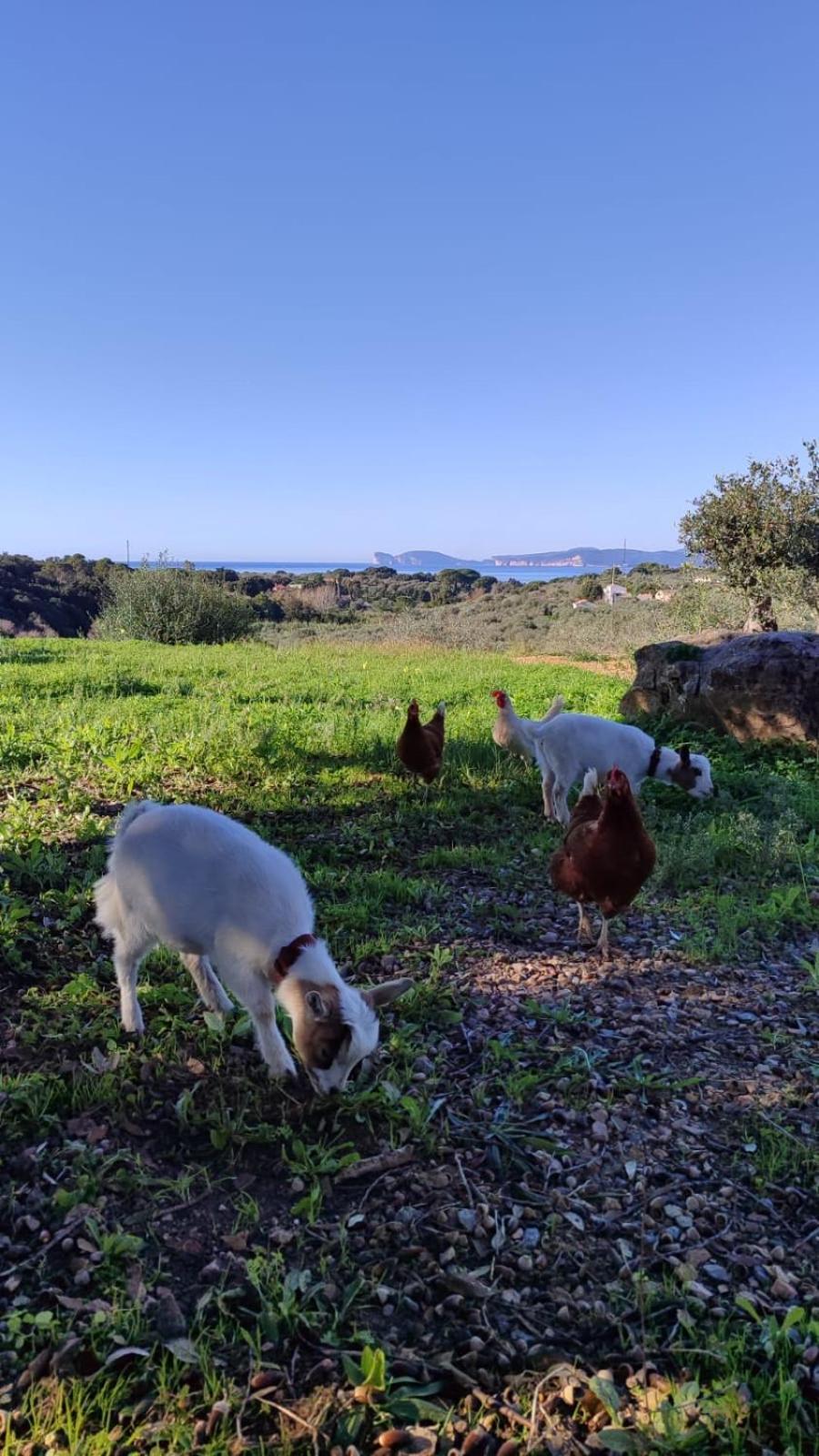 Villa Boeddu, Relax Tra Mare E Campagna Αλγκέρο Εξωτερικό φωτογραφία